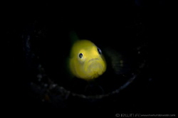 S N O O T #4
Yellow clown goby (Gobiodon okinawae)
Anil... by Irwin Ang 